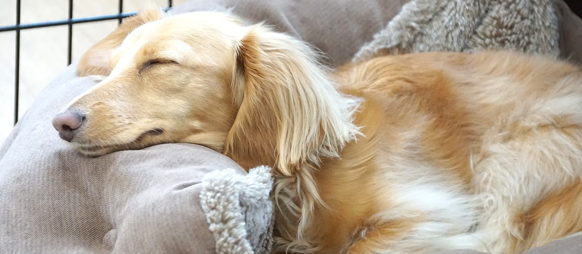 PET SALON EMICIA(ペットサロン エミシア)