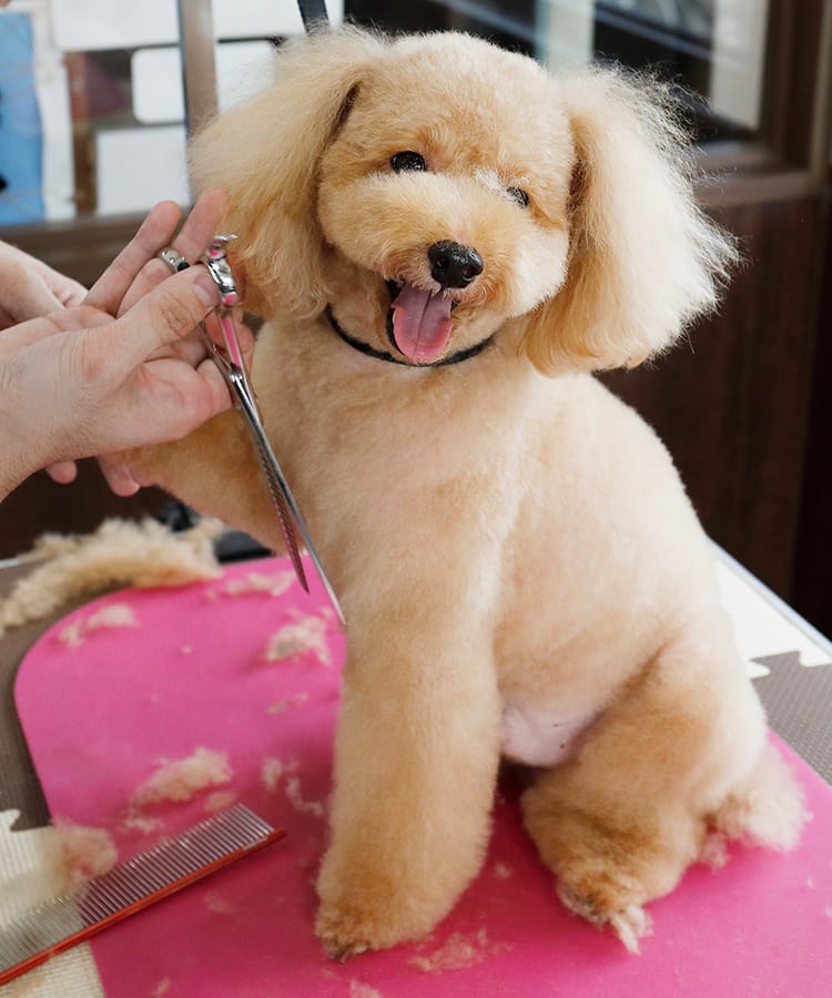 PET SALON EMICIA(ペットサロン エミシア)